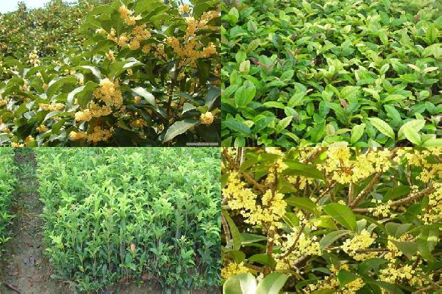 桂花苗价格-HPLC法测定桂花酱中八氢桂花红素的含量1659719913803