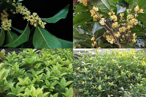 桂花苗价格-HPLC法测定桂花酱中八氢桂花红素的含量1659719915208