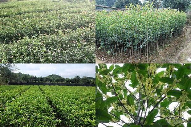 桂花苗价格:桂花树叶幕和产量关系及调控技术1659720056996