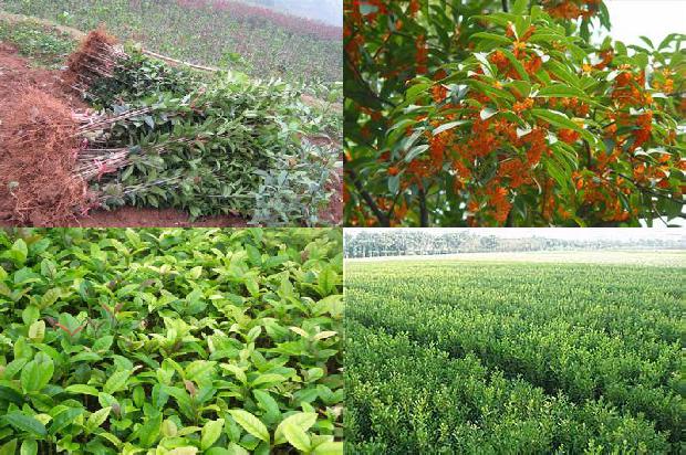 桂花树价格_烹调时，桂花切根刮皮莫过度1659874074678