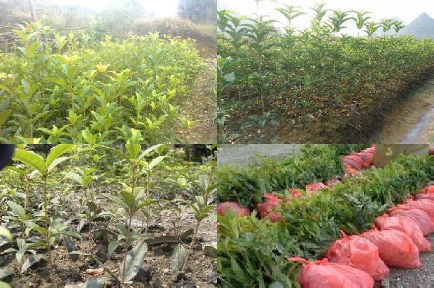 桂花树价格_设施园艺桂花树的种植技术分析1659874099270