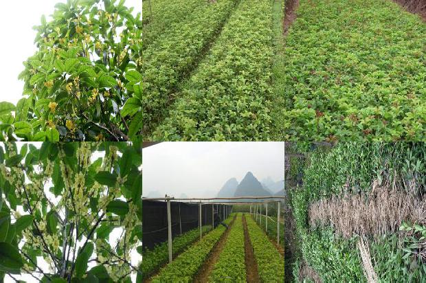 桂花树价格_设施园艺桂花树的种植技术分析1659874099293