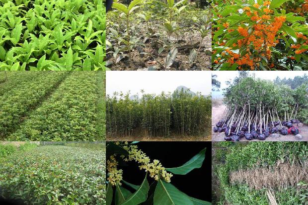 桂花树价格_设施园艺桂花树的种植技术分析1659874099304