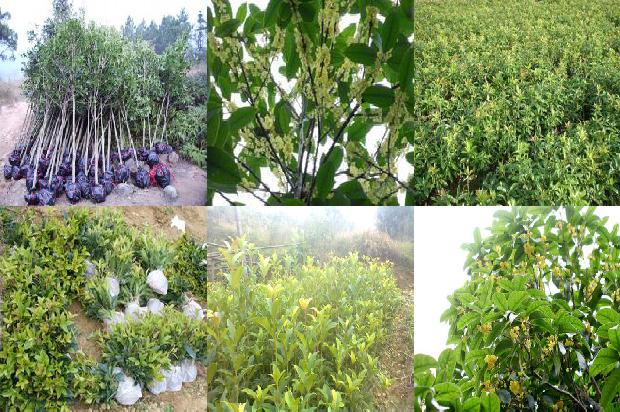 桂花树价格_设施园艺桂花树的种植技术分析1659874099315