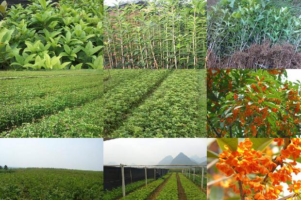 桂花树价格_设施园艺桂花树的种植技术分析1659874099348