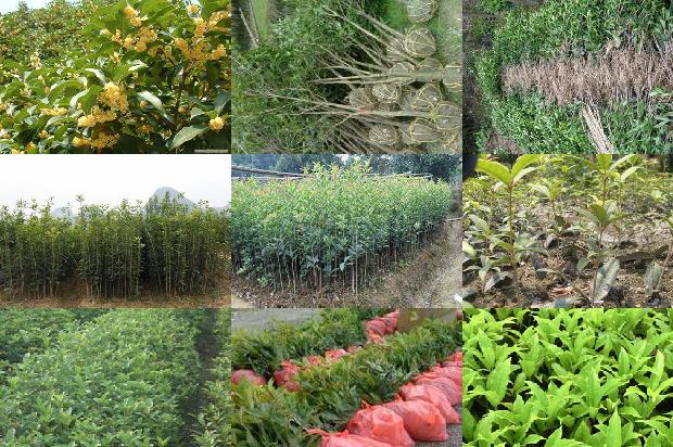 桂花树价格「?南方鲜食樱桃桂花与水稻轮作高效栽培模式?」1659874126765