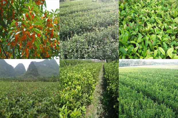 桂花树价格「?南方鲜食樱桃桂花与水稻轮作高效栽培模式?」1659874126776