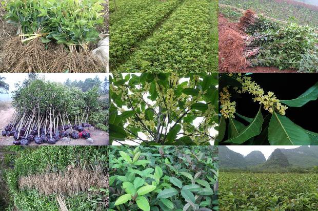 桂花树价格「?南方鲜食樱桃桂花与水稻轮作高效栽培模式?」1659874126787