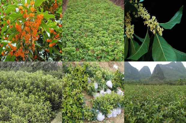 桂花树价格「?南方鲜食樱桃桂花与水稻轮作高效栽培模式?」1659874126798