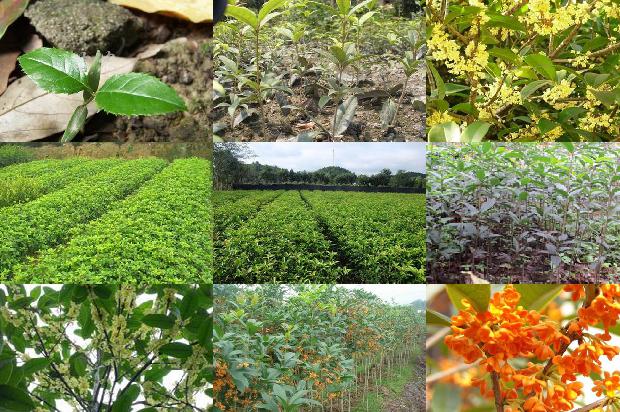 桂花树价格「?南方鲜食樱桃桂花与水稻轮作高效栽培模式?」1659874126809