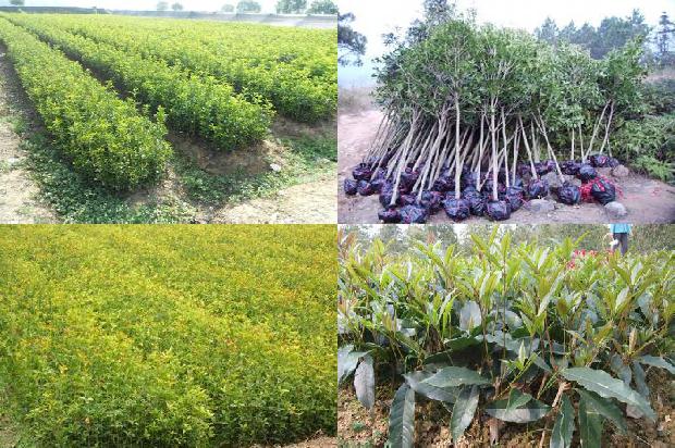 桂花树价格「?南方鲜食樱桃桂花与水稻轮作高效栽培模式?」1659874126831