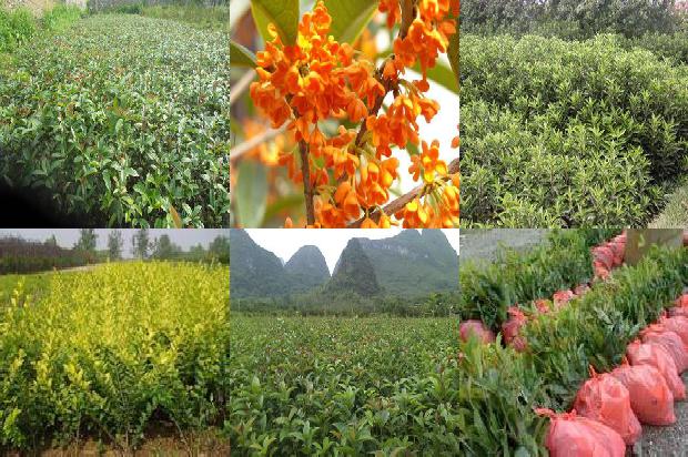 高杆桂花树价格多少一棵呢1690245119727