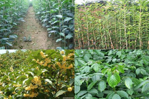 桂花树价格(游黄桂花树大瀑布)1659874177934