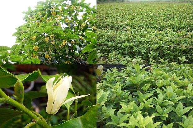 桂花树价格:浅谈桂花树的修剪方法及相关技术要点1659874199890 桂花树价格:浅谈桂花树的修剪方法及相关技术要点1659874199890