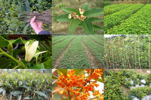 白桂花茶的功效与作用1689381786057