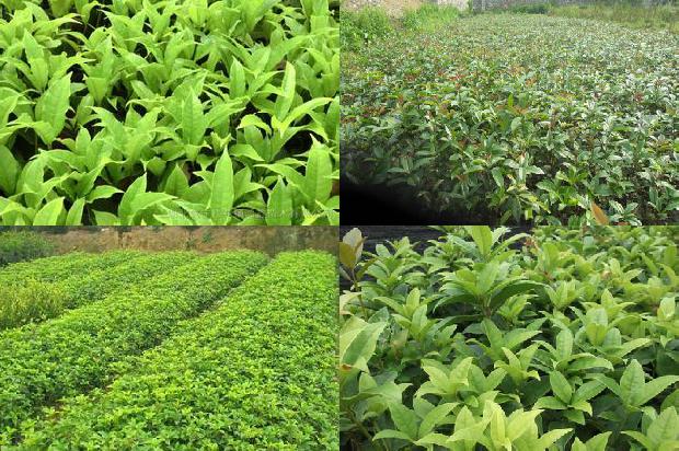 桂花树苗价格-桂花精密播种机研究现状与发展趋势探讨1659888520741