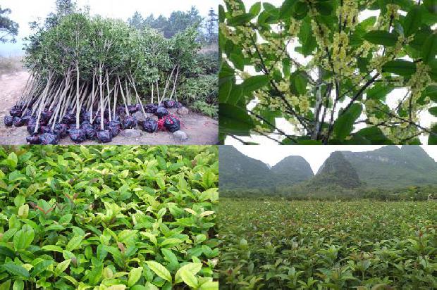 桂花树苗价格_桂花树套种制种薄皮甜瓜一年两熟栽培技术