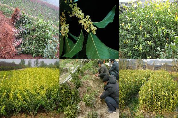 桂花树苗价格_桂花树套种制种薄皮甜瓜一年两熟栽培技术1659888544104