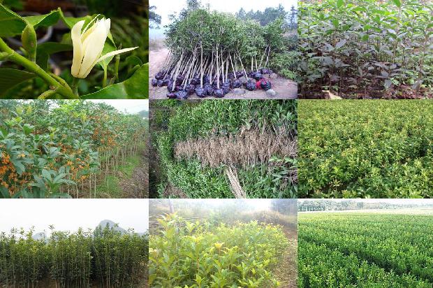 桂花树苗价格_桂花树套种制种薄皮甜瓜一年两熟栽培技术1659888544115