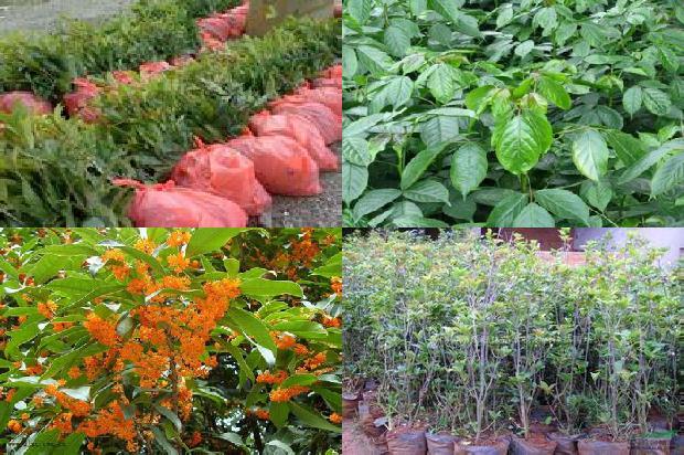 桂花树苗价格_桂花树套种制种薄皮甜瓜一年两熟栽培技术1659888544126