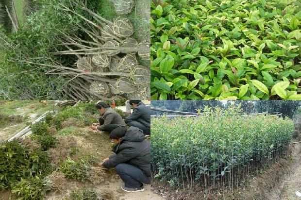 桂花树苗价格_桂花树套种制种薄皮甜瓜一年两熟栽培技术1659888544137