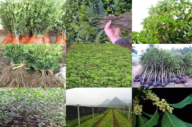 桂花树苗价格:无壳桂花树籽冷榨工艺的研究1659888565915