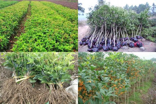 桂花树苗价格:无壳桂花树籽冷榨工艺的研究1659888565926
