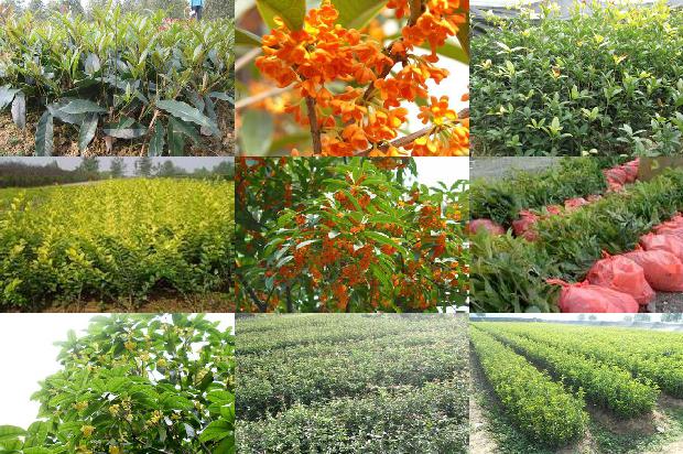 桂花树苗价格:无壳桂花树籽冷榨工艺的研究1659888565937