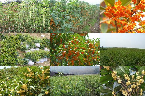 桂花树苗价格:无壳桂花树籽冷榨工艺的研究1659888565948