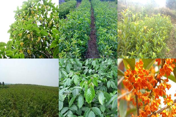 桂花树苗价格:无壳桂花树籽冷榨工艺的研究1659888565959