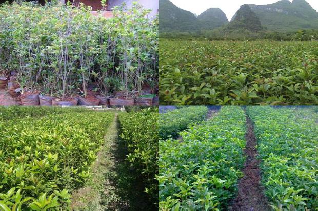 桂花树苗价格:无壳桂花树籽冷榨工艺的研究1659888565970