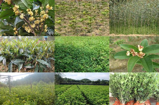 桂花树苗价格:无壳桂花树籽冷榨工艺的研究1659888565981
