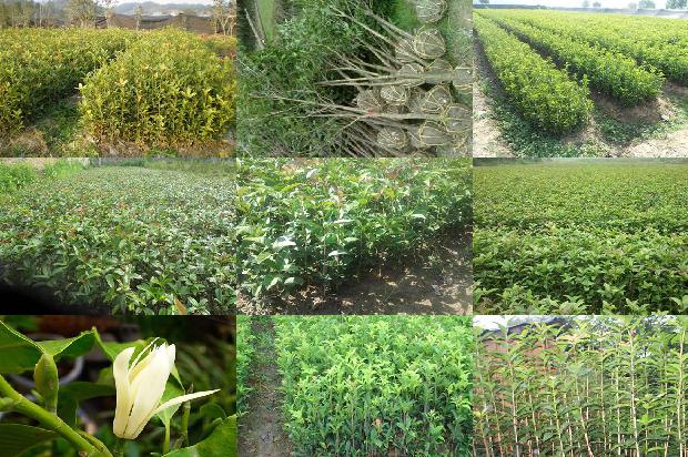 桂花树苗价格_用桂花树巧治病1659888585424