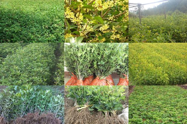 桂花树苗价格_用桂花树巧治病1659888585435