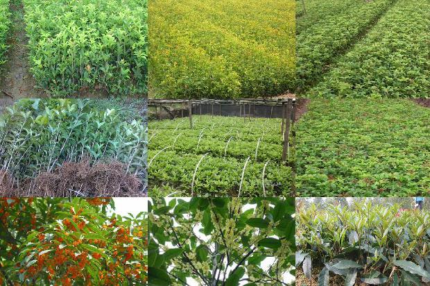 桂花树苗价格_用桂花树巧治病1659888585446