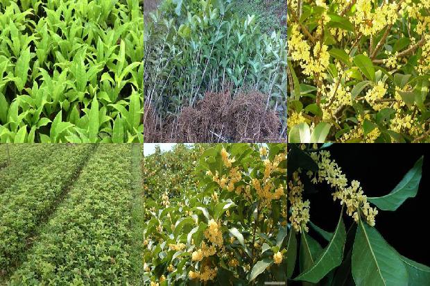 桂花树苗价格_用桂花树巧治病1659888585457
