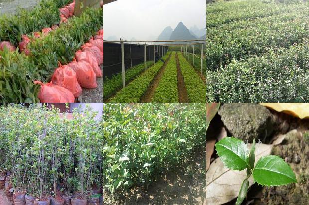 桂花树价格[桂花树红茶　冬季减肥攻略]1659974722386