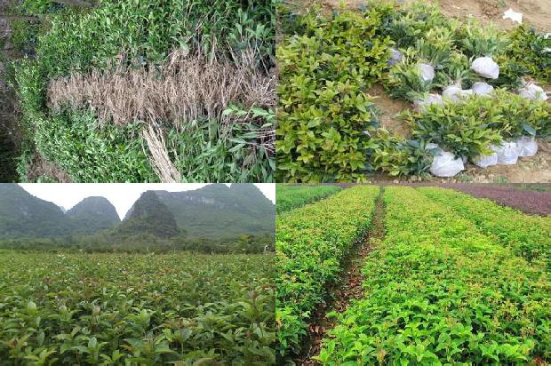 桂花树价格[桂花树红茶　冬季减肥攻略]1659974722430