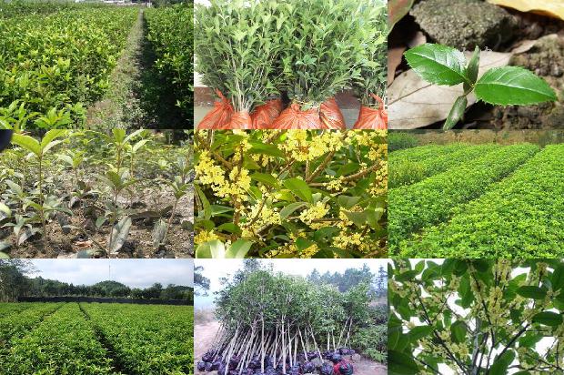 桂花树价格-桂花连作障碍成因分析和防止技术初探1659974745046