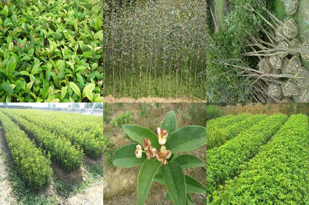 桂花树价格-桂花连作障碍成因分析和防止技术初探1659974745068