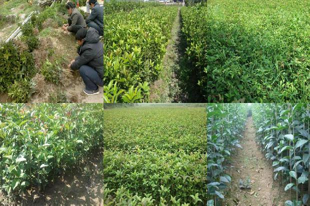桂花树价格-桂花连作障碍成因分析和防止技术初探1659974745079