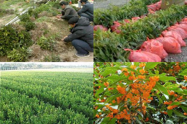 桂花树价格[日光温室东西定植、不同梯度轻简栽培技术在樱桃桂花上的应用]1659974761705