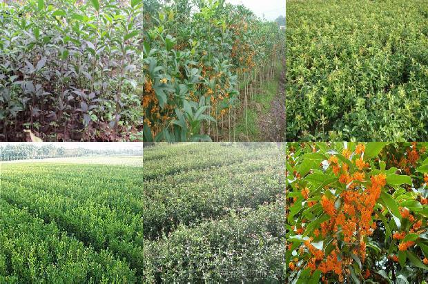 桂花树价格[日光温室东西定植、不同梯度轻简栽培技术在樱桃桂花上的应用]1659974761716