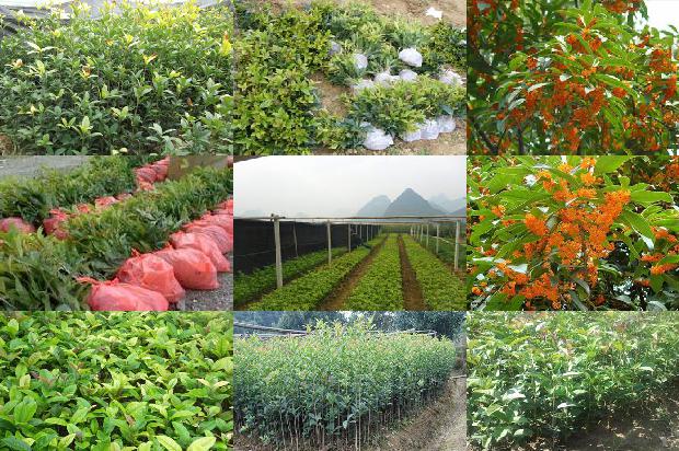 桂花树价格[日光温室东西定植、不同梯度轻简栽培技术在樱桃桂花上的应用]1659974761727