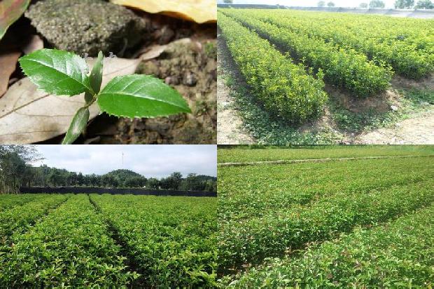 桂花树价格[日光温室东西定植、不同梯度轻简栽培技术在樱桃桂花上的应用]1659974761749