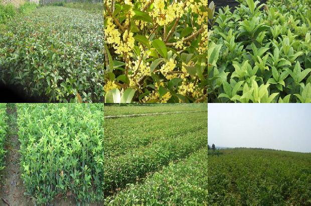 桂花树价格[日光温室东西定植、不同梯度轻简栽培技术在樱桃桂花上的应用]1659974761760