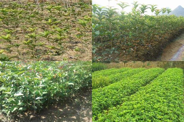 桂花树价格:山东安信种苗针对桂花种苗机械化嫁接育苗关键技术的开发与应用