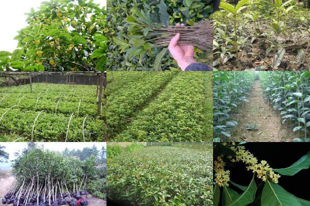 桂花树价格:山东安信种苗针对桂花种苗机械化嫁接育苗关键技术的开发与应用1659974776861