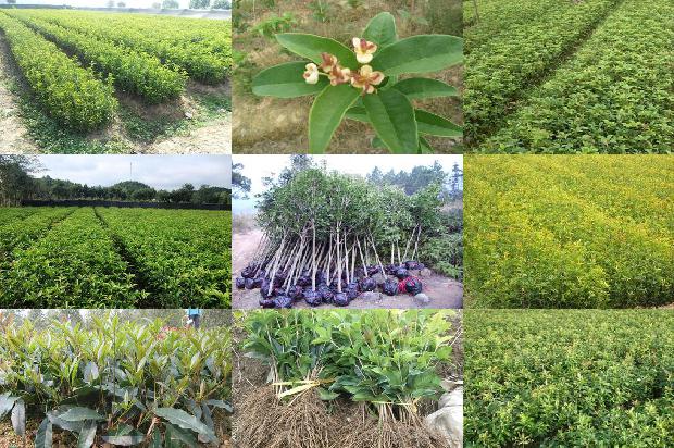 桂花树价格:山东安信种苗针对桂花种苗机械化嫁接育苗关键技术的开发与应用1659974776872