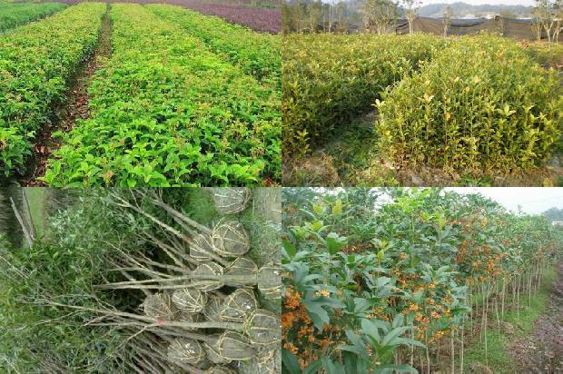 桂花树价格:山东安信种苗针对桂花种苗机械化嫁接育苗关键技术的开发与应用1659974776894